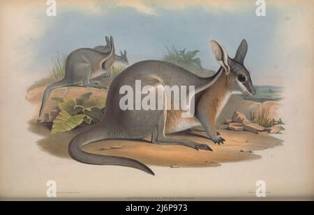 Le wallaby à queue d'ongle bridé (Onychogalea fraenata), également connu sous le nom de wallaby à queue d'ongle bridé, wallaby à queue d'ongle bridé, wallaby à queue bridée, merrin, et flashjack, est une espèce vulnérable de macropod. C'est un petit wallaby trouvé dans trois zones isolées du Queensland, en Australie, et dont la population est en déclin. Art d'histoire naturelle tiré du livre « les mammifères de l'Australie » par John Gould, 1804-1881 Date de publication 1863 Éditeur London, imprimé par Taylor et Francis, pub. Par l'auteur Volume 2 (1863) Banque D'Images