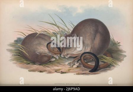 Le woylie ou bettong à queue broussaillée (Bettongia penicillata) [ici comme Jerboa-Kangaroo d'Ogilby] est un petit marsupial extrêmement rare, appartenant au genre Bettongia, qui est endémique à l'Australie. Il y a deux sous-espèces : B. p. ogilbyi, et le B. p. penicillata maintenant disparu. Art d'histoire naturelle tiré du livre « les mammifères de l'Australie » par John Gould, 1804-1881 Date de publication 1863 Éditeur London, imprimé par Taylor et Francis, pub. Par l'auteur Volume 2 (1863) Banque D'Images