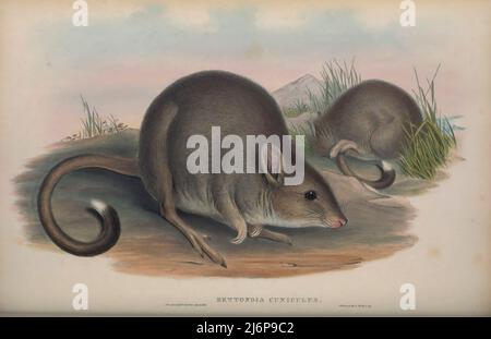Le bettong oriental (Bettongia gaimadi), également connu sous le nom de Balbo, bettong méridional et bettong tasmanien, est un bettong dont l'aire de répartition naturelle comprend le sud-est de l'Australie et l'est de la Tasmanie. Deux espèces autrefois reconnues, Bettongia cuniculus (Tasmanian bettong) et Bettongia gaimadi (Eastern bettong), ont été placées en une seule espèce avec deux sous-espèces par Wakefield en 1967 : Art d'histoire naturelle tiré du livre « les mammifères de l'Australie » par John Gould, 1804-1881 Date de publication 1863 Éditeur London, imprimé par Taylor et Francis, pub. Par l'auteur Volume 2 (1863) Banque D'Images