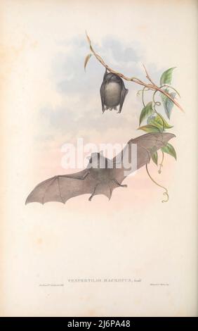 Bat à pieds (Vespertilio macropus) Histoire naturelle œuvres du livre « les mammifères de l'Australie » de John Gould, 1804-1881 Date de publication 1863 Éditeur Londres, imprimé par Taylor et Francis, pub. Par l'auteur Volume 3 (1863) Banque D'Images