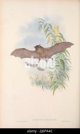 La fausse pipistrelle orientale (Falsistrellus tasmaniensis) [ici le Bat de Tasmanie (Vespertilio Tasmaniensis)] est une chauve-souris vespertilionide qui se trouve dans l'est et le sud-est de l'Australie, y compris l'île de Tasmanie. Art d'histoire naturelle tiré du livre « les mammifères de l'Australie » par John Gould, 1804-1881 Date de publication 1863 Éditeur London, imprimé par Taylor et Francis, pub. Par l'auteur Volume 3 (1863) Banque D'Images