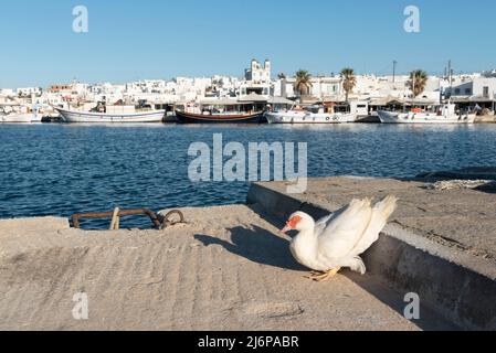 Canard blanc dans le port de Naousa, Paros Banque D'Images