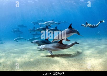 Nageant avec un groupe de dauphins à gros nez Indo-Pacific (Tursiops aduncus), en eau bleue, baie de Sodwana, Afrique du Sud, Afrique Banque D'Images