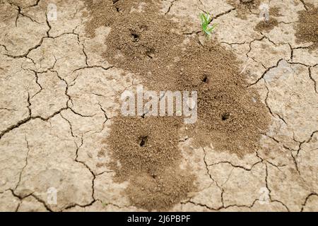 Photo d'un anthill construit dans le sol en gros plan. Banque D'Images