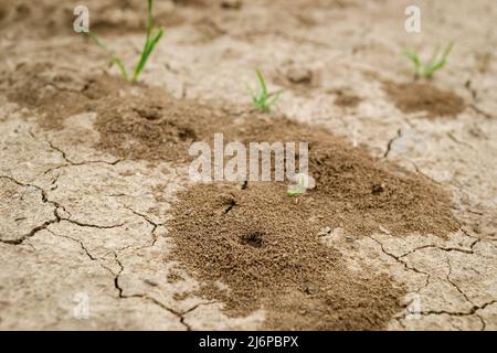 Photo d'un anthill construit dans le sol en gros plan. Banque D'Images