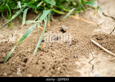 Photo d'un anthill construit dans le sol en gros plan. Banque D'Images