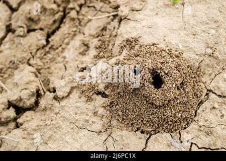 Photo d'un anthill construit dans le sol en gros plan. Banque D'Images