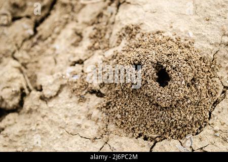 Photo d'un anthill construit dans le sol en gros plan. Banque D'Images