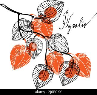 Une branche avec des fleurs séchées de physalis, des éléments dessinés d'un coolé en style esquisse. Inscription dessinée à la main. Baies. Physalis. Dentelle Phyzalis sur blanc Illustration de Vecteur