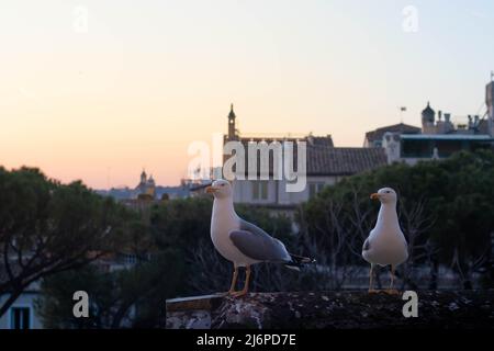 Deux mouettes perchées sur le toit d'un bâtiment avec beau coucher de soleil derrière dans la ville européenne avec bâtiment autour Banque D'Images