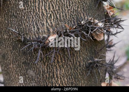 Tronc de Gleditsia triacanthos gros plan Banque D'Images