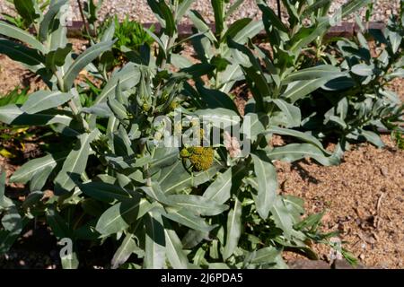 Isatis tinctoria gros plan Banque D'Images