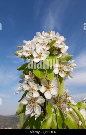 Pyrus communis en fleur Banque D'Images