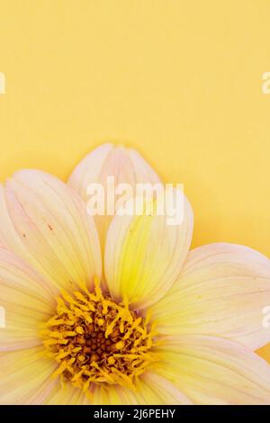 Gros plan d'une fleur sur fond jaune. Banque D'Images