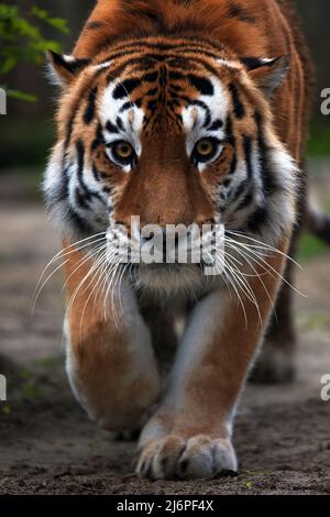 Portrait d'un magnifique tigre. Gros chat gros plan. Tiger vous regarde, portrait d'un tigre. Portrait d'un grand chat. Banque D'Images