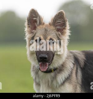 Berger allemand Banque D'Images
