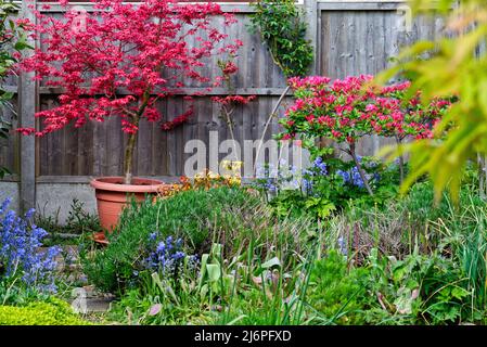 Un jardin anglais privé au printemps avec divers arbustes entrant dans la feuille et la fleur Banque D'Images