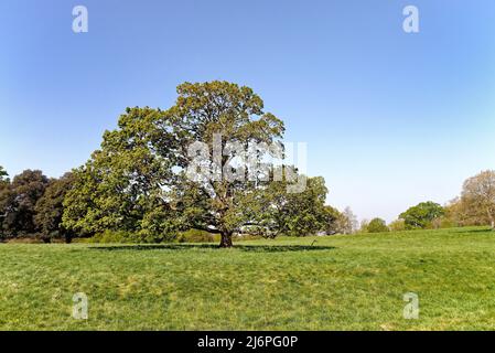 Chênes, quercus robur entrant dans la feuille dans un paysage rural britannique idyllique dans le Surrey Hills Angleterre Royaume-Uni Banque D'Images