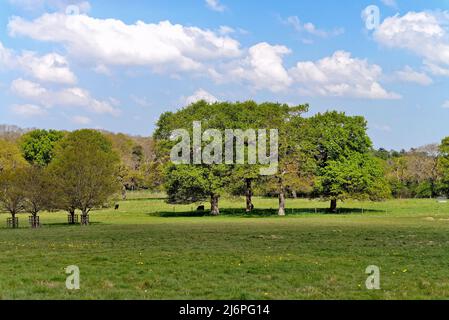 Chênes, quercus robur entrant dans la feuille dans un paysage rural britannique idyllique dans le Surrey Hills Angleterre Royaume-Uni Banque D'Images