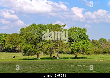 Chênes, quercus robur entrant dans la feuille dans un paysage rural britannique idyllique dans le Surrey Hills Angleterre Royaume-Uni Banque D'Images