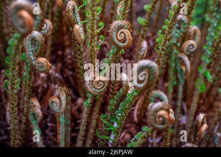 Des violons préhistoriques encore recourbés au printemps. Fiddlehead furqué Frond Fern. Banque D'Images