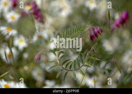 Flora of Gran Canaria - Vicia villosa, vesce velue, fond macro floral naturel Banque D'Images