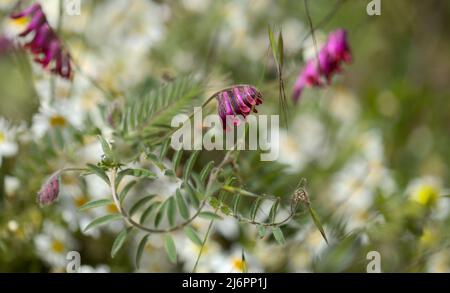 Flora of Gran Canaria - Vicia villosa, vesce velue, fond macro floral naturel Banque D'Images