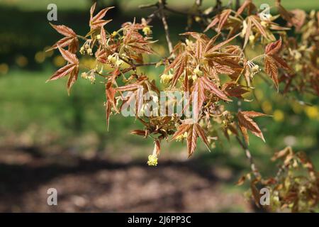 Feuillage de buisson acer de couleur cuivre au printemps mis en évidence par le soleil éclatant Banque D'Images