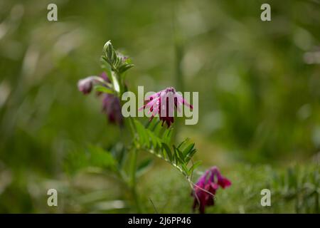 Flora of Gran Canaria - Vicia villosa, vesce velue, fond macro floral naturel Banque D'Images