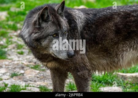 Loup noir du Nord-Ouest / loup de la vallée du Mackenzie / loup à bois d'Alaska / loup à bois canadien (Canis lupus occidentalis), la plus grande sous-espèce de loup gris Banque D'Images