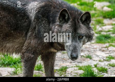 Loup noir du Nord-Ouest / loup de la vallée du Mackenzie / loup à bois d'Alaska / loup à bois canadien (Canis lupus occidentalis), la plus grande sous-espèce de loup gris Banque D'Images