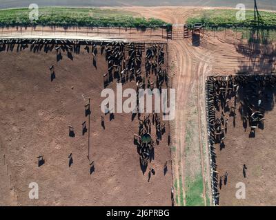 Vue aérienne du bétail angus à l'enfermement au Brésil Banque D'Images