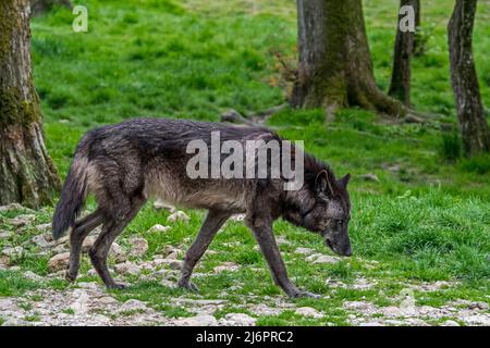 Loup noir du Nord-Ouest / loup de la vallée du Mackenzie / loup à bois d'Alaska / loup à bois canadien (Canis lupus occidentalis), la plus grande sous-espèce de loup gris Banque D'Images