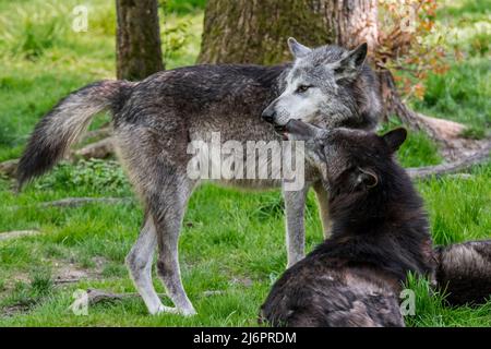 Deux loups de bois noirs de l'Alaska du Nord-Ouest (Canis lupus occidentalis) dont l'un montre un comportement submissif en léchant le nez du loup dominant Banque D'Images