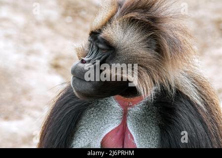 Portrait en gros plan de gelada mâle / singe à cœur saignant / gelada babouin (Theropithecus gelada) originaire des Highlands éthiopiens Banque D'Images