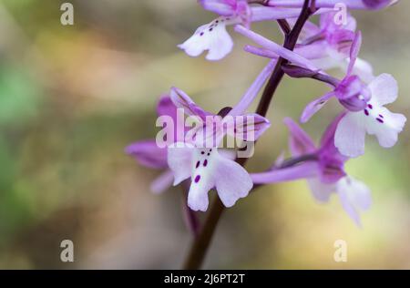 Orchidée anatolienne (Orchis anatolica) Banque D'Images