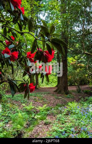 Le Rhododendron fleurit dans une forêt de bluebell à Springtime au pays de Galles Banque D'Images