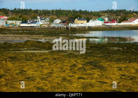 Canada; Maritimes; Nouvelle-Écosse, comté de Digby; baie de Fundy, Brier Island, Westport Banque D'Images