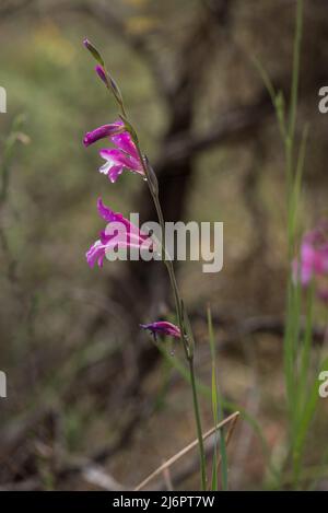 Floraison Gladiolus illyricus Banque D'Images