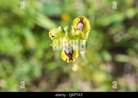 Abeille jaune-Orchidée (Ophrys sicula) en Turquie. Kew nommez cette espèce Ophrys lutea subsp. Galilaea Banque D'Images