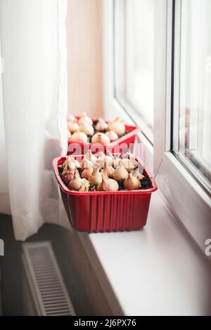 Jardin sur le seuil de la fenêtre. Mode de vie sain, concept de jardinage à la maison. Utilisation alternative de plastique. Les oignons verts poussent dans un récipient en plastique sur le seuil de la fenêtre. Banque D'Images