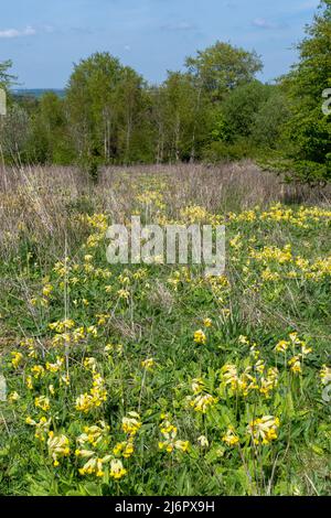 Les cowslips (Primula veris) grandissent en abondance dans la réserve naturelle de Magdalen Hill Down au Hampshire, en Angleterre, au Royaume-Uni, en avril Banque D'Images