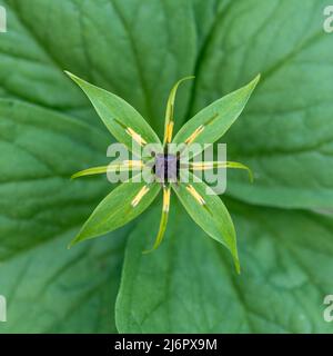 Herb-Paris Paris quadrifolia, gros plan des fleurs sauvages dans les bois humides, Hampshire, Angleterre, Royaume-Uni Banque D'Images