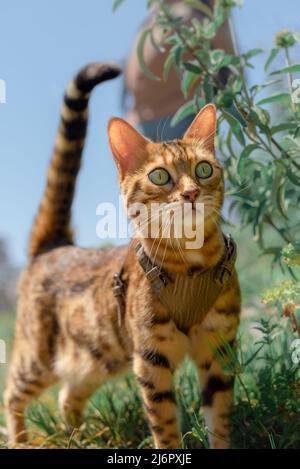 Chat rouge domestique avec le propriétaire marche dans la nature. Banque D'Images