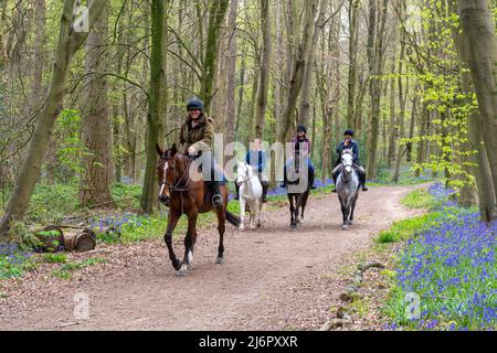 Cavaliers à travers bluebell Woods en avril, Hinton Ampner, Hampshire, Angleterre, Royaume-Uni Banque D'Images