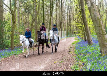 Cavaliers à travers bluebell Woods en avril, Hinton Ampner, Hampshire, Angleterre, Royaume-Uni Banque D'Images