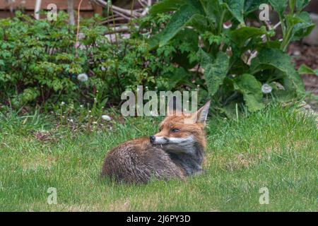 Renard urbain (Vulpes vulpes) couché sur l'herbe dans un jardin arrière, faune urbaine, Hampshire, Angleterre, Royaume-Uni Banque D'Images