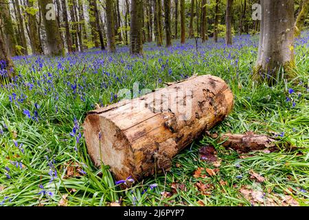 Couper des bûches sur un tapis de Bluebells dans les bois au printemps (pays de Galles, Royaume-Uni) Banque D'Images