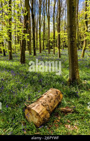 Couper des bûches sur un tapis de Bluebells dans les bois au printemps (pays de Galles, Royaume-Uni) Banque D'Images