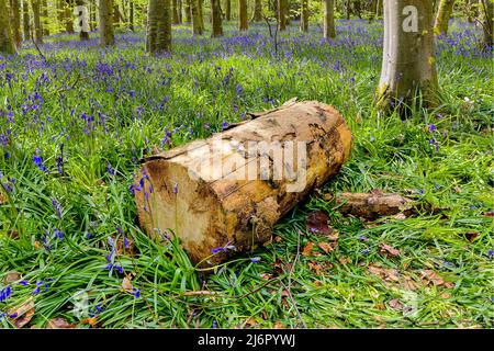 Couper des bûches sur un tapis de Bluebells dans les bois au printemps (pays de Galles, Royaume-Uni) Banque D'Images